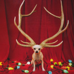 tim_burton_exhibit-dog-reindeer