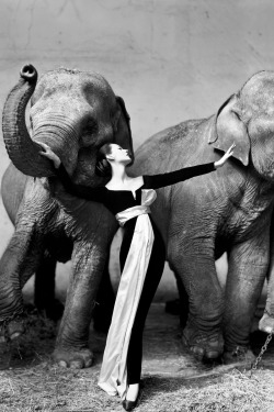 “ Dovima with Elephants by Richard Avedon | Dress by Christian Dior, Cirque d’Hiver, August 1955, Paris ”